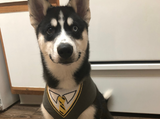 Yellow and Black Wizard School Dog Harness